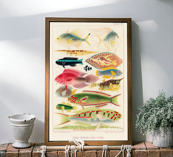 Vintage Illustration Wall Art - Great Barrier Reef Fishes, Plate XVI